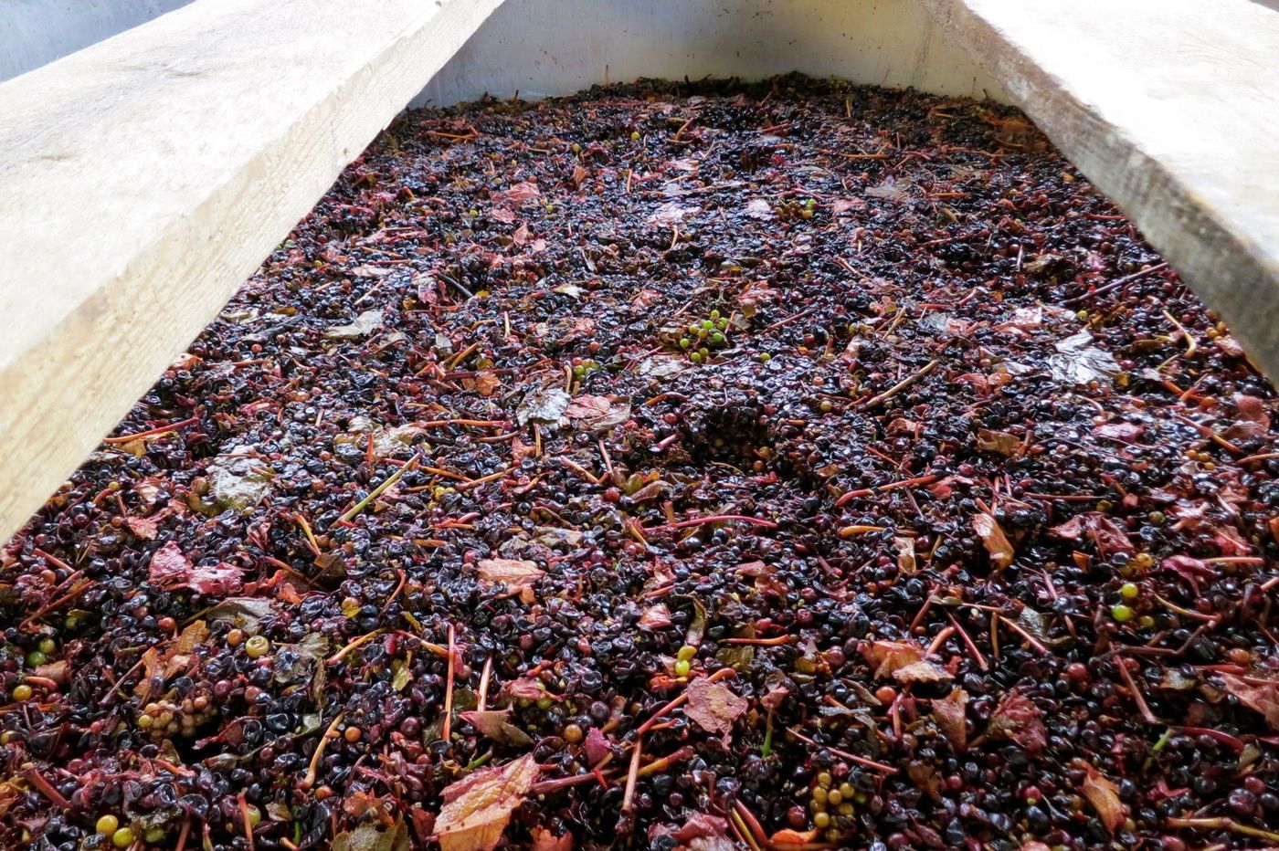 The cap of black skins, stems and pips floating in a wooden vat