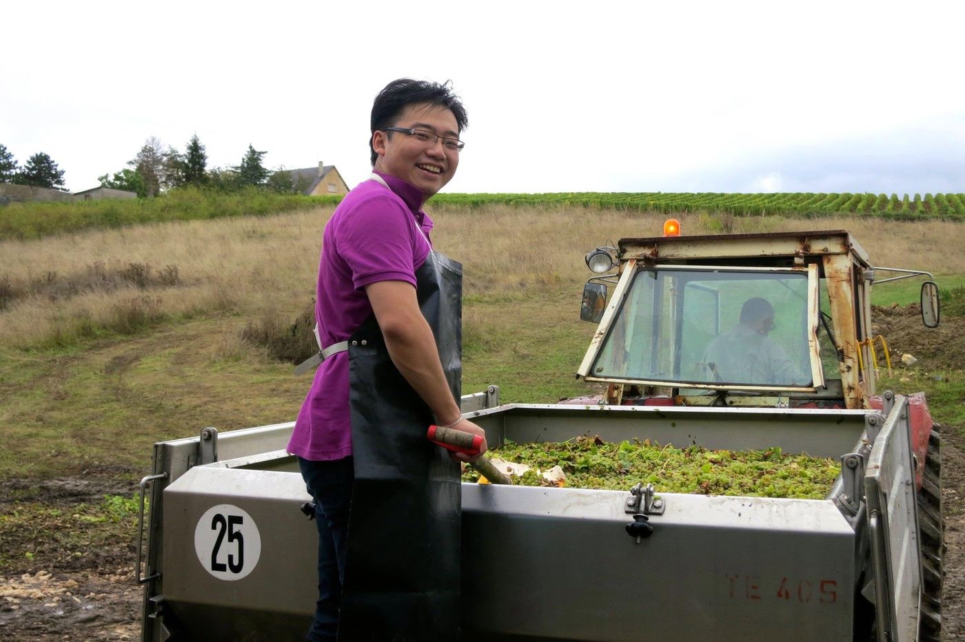 Machine-harvested fruit in the trailer, tractor alongside
