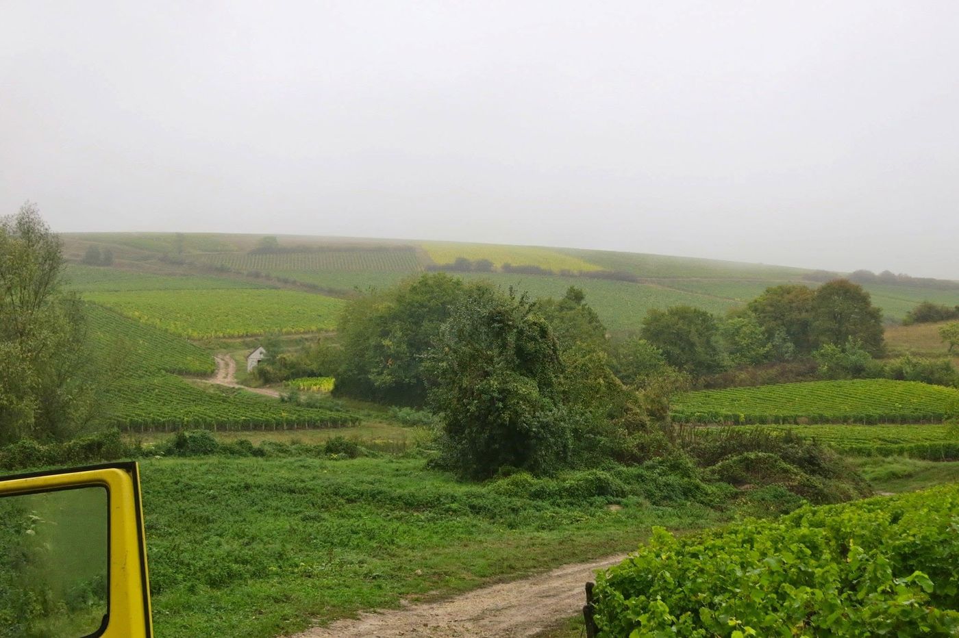 Vineyards under morning mist, seen from the truck